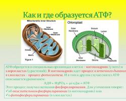 Structure and biological role of ATP